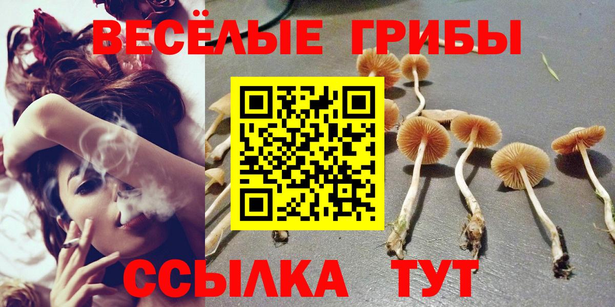 Псилоцибиновые грибы Cubensis  Вход с VPN  Новошахтинск 